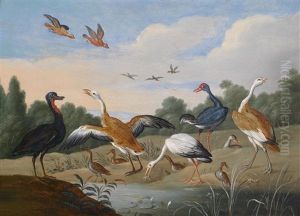 Reiher Und Enten An Einem Fluslauf