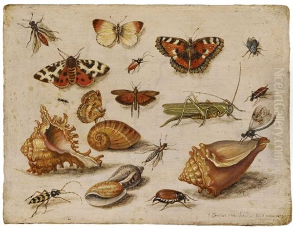 Insekten, Muscheln Und Schmetterlinge - view 1