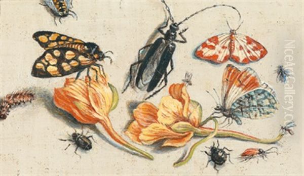 Stillleben Aus Blumen Und Insekten - view 1