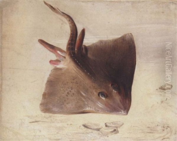 A Still Life Of A Ray - view 1