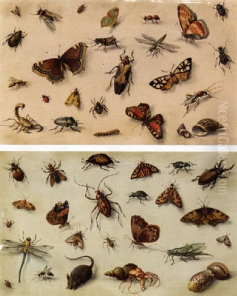 Studies Of Insects, Shells And A Mouse - view 1