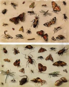 Studies Of Insects, Shells And A Mouse by Jan van Kessel the Elder