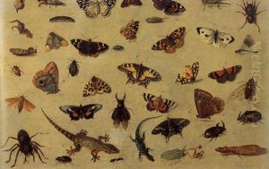 A Study Of Butterflies, Spiders, Lizards, A Beetle, An Ant, A Grasshopper And Other Insects by Jan van Kessel the Elder