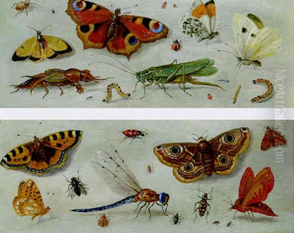 Butterflies, Moths, A Dragonfly, A Grasshopper And Other Insects - view 1