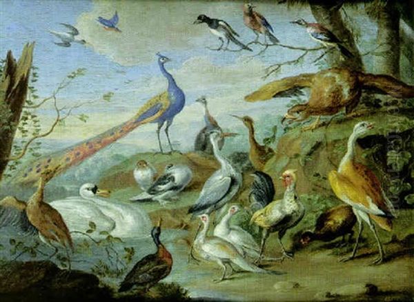 Aigle, Paons, Colombes Et Autres Oiseaux Pres D'une Rive - view 1