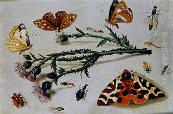 Etudes D'insectes - view 1