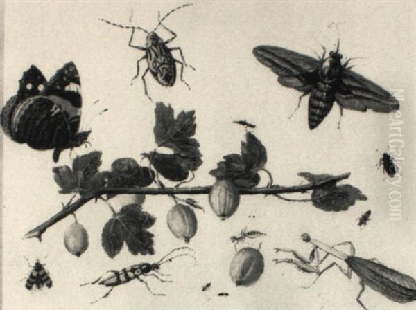 A Red Admiral, A Moth, A Beetle, A Mantis And Other Insects - view 1