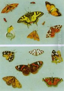 Schmetterlinge