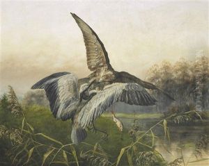 Hawk Attacking A Heron