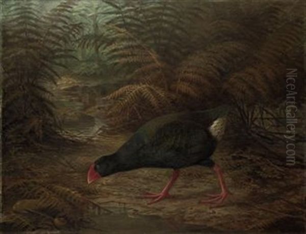 A Moho Takahe, Notornis Mantelli - view 1
