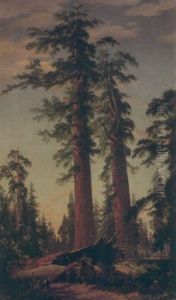 Giant Sequioas by John Ross Key