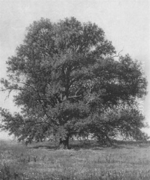 An Old Tree - view 1