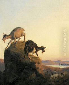 Ziegen Auf Einem Felsen Ziegen Auf Einem Felsen