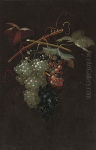 Bunches Of White, Black And Red Grapes Bunches Of White, Black And Red Grapes