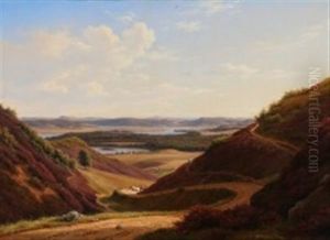 Hills With Heather Near Silkeborg