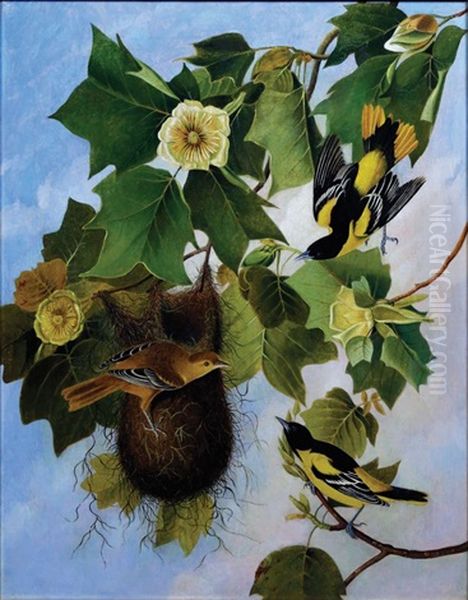 "the Baltimore Oriole" After John James Audubon - view 1