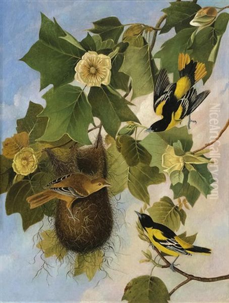 Baltimore Oriole (after John James Audubon) - view 1