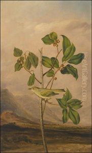 Tennessee Warbler, Vermivora Peragrina (after John James Audubon) by Joseph Bartholemew Kidd
