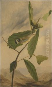 Black And Yellow Warbler, Dendroida Magnolia (after John James Audubon) by Joseph Bartholemew Kidd