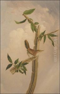 Bewicke's Wren, Thryomanes Bewickii (after John James Audubon) by Joseph Bartholemew Kidd