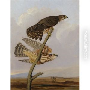 Pigeon Hawk - Falco Columbarius (after John James Audubon) by Joseph Bartholemew Kidd