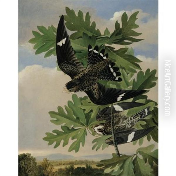 Common Night Hawk And The White Oak - view 1