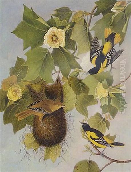 The Baltimore Oriole - view 1