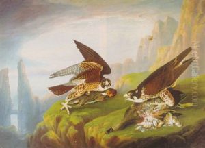 Peregrine Falcon