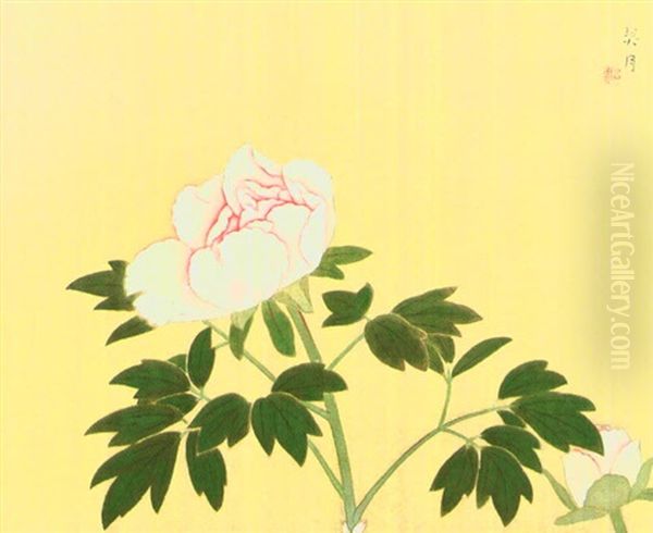 Peonies - view 1