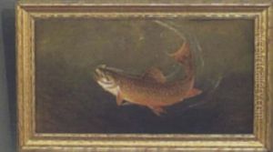 Trout Hooked On A Fly
