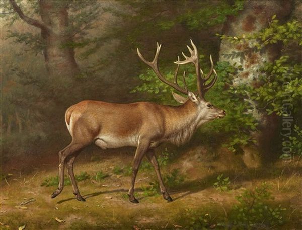 A Deer - view 1
