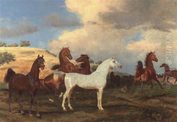 Hengste Auf Der Weide - view 1