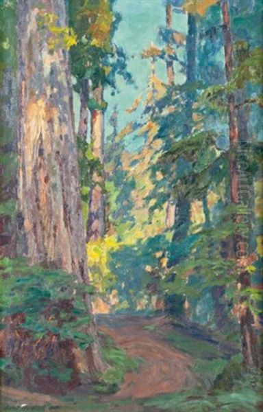 Morning In The Redwoods - view 1