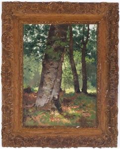 Sunshine Beyond The Maine Birches