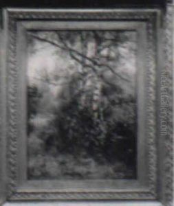 Silver Birch