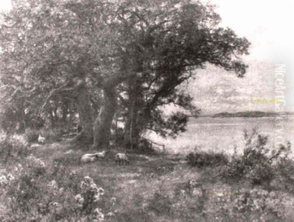 Sheep Grazing In A Field - view 1