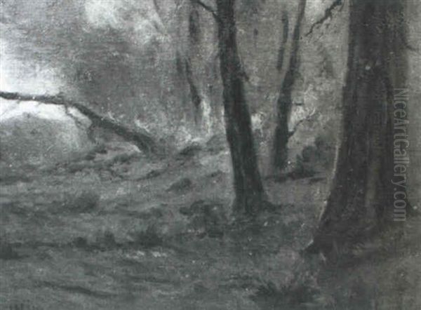 Forest Fire - view 1