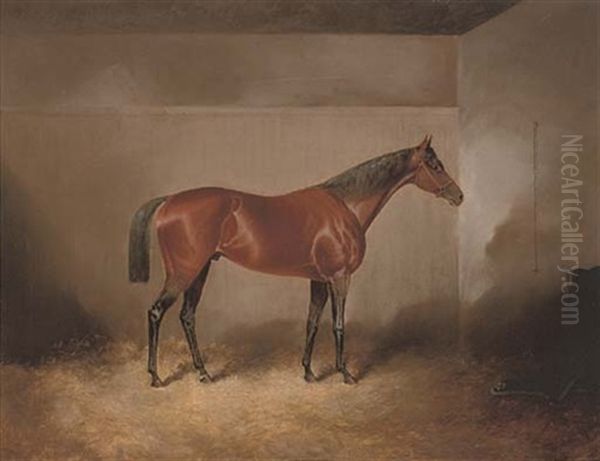 A Bay Hunter In A Stable - view 1