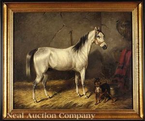 Gelding In Stall Gelding In Stall