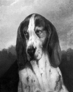 Head Of Bassett Hound