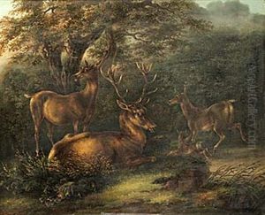 Hjortar I Landskap Hjortar I Landskap