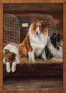 Collies In Kennel
