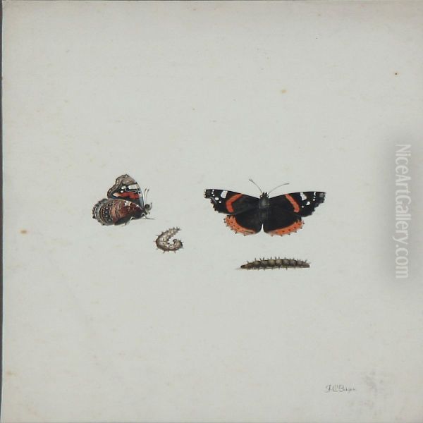 Summerbirds And Larvae - view 1
