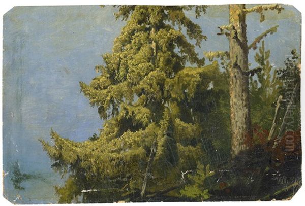 Waldpartie Mit Nadelbaumen - view 1
