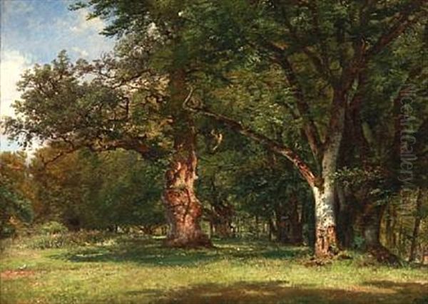Summer Day In The Deer Garden With Oak Trees, Denmark - view 1