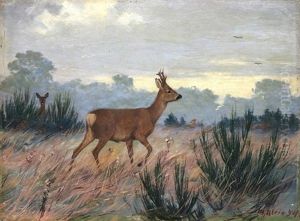 Waldwiese Mit Rehen Im Morgenlicht Waldwiese Mit Rehen Im Morgenlicht