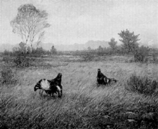 Auerhahne Im Moor - view 1