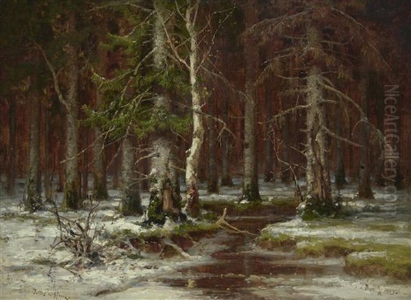 In The Depth Of A Pine Forest - view 1