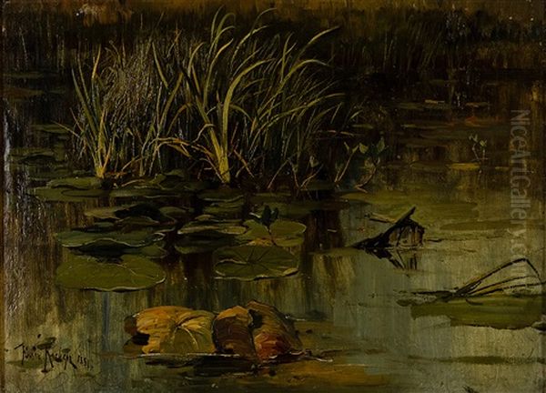 Water Lily - view 1