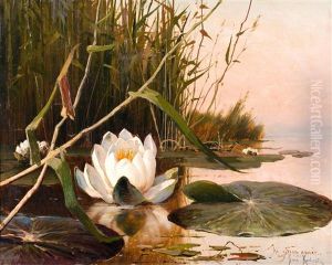 Water Lily